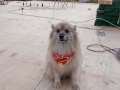 mao_8174